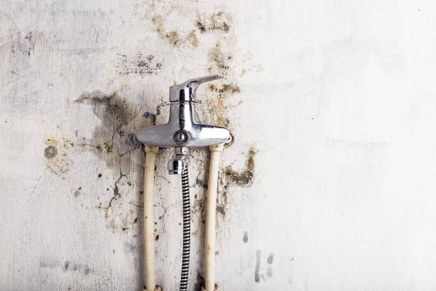 Best Best Mold Removal Companies  in Anna, IL