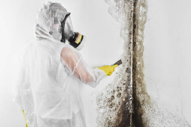 Best Crawl Space Mold Removal  in Anna, IL