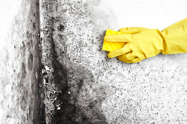 Certified Mold Removal in Anna, IL
