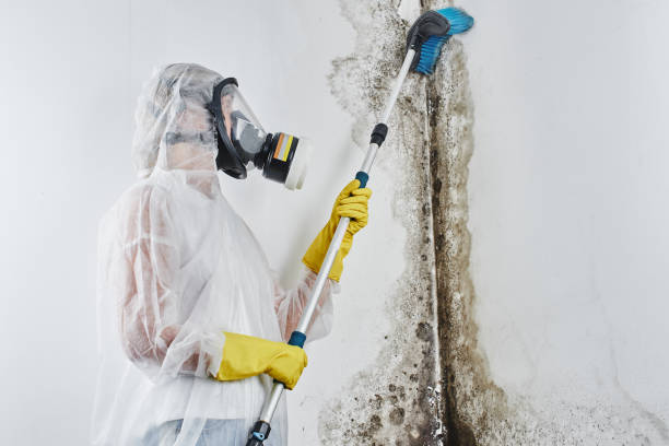 Best Residential Mold Removal  in Anna, IL