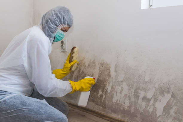 Best Certified Mold Removal  in Anna, IL