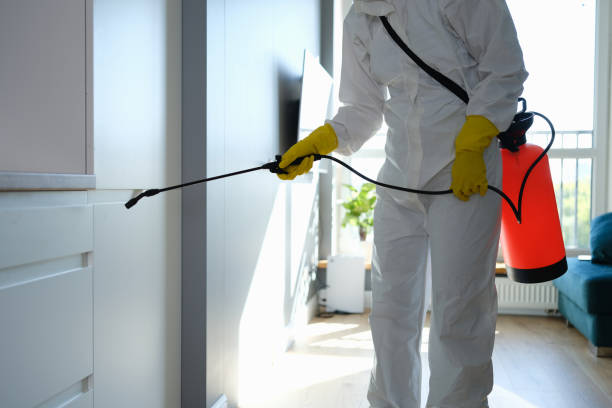 Best Toxic Mold Removal  in Anna, IL