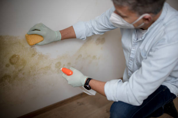 Best Attic Mold Removal  in Anna, IL