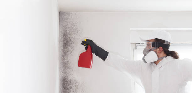 Best Home Mold Removal  in Anna, IL