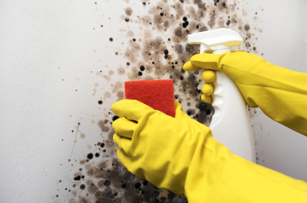 Best Office Mold Removal Services  in Anna, IL